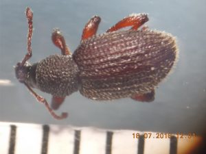 Rüsselkäfer (Cossoninae)